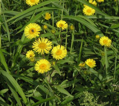 Inula japonica, photographed by Oleg Kosterin