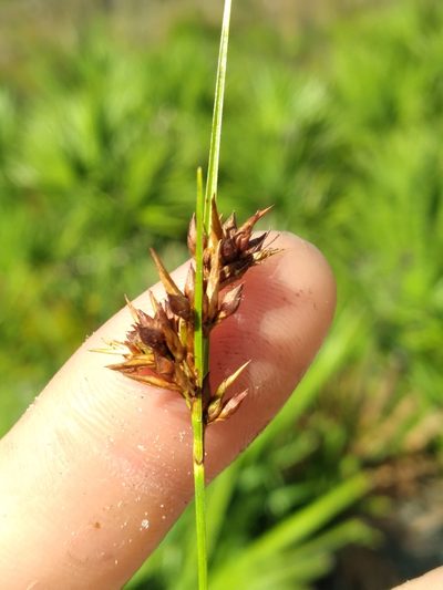 Rhynchospora intermedia, photographed by Scott Ward