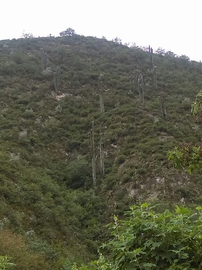 Cephalocereus senilis, photographed by Jose Antonio Aranda Pineda