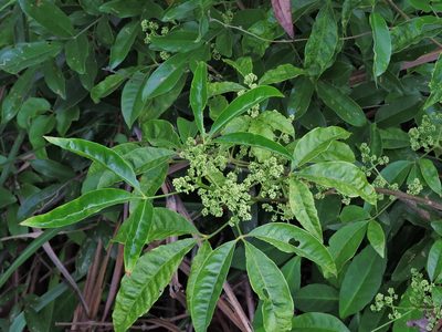 Melicope pteleifolia, photographed by Jacy Chen