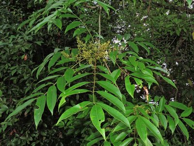 Toxicodendron succedaneum, photographed by Jacy Chen