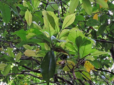 Eustigma oblongifolium, photographed by Jacy Chen