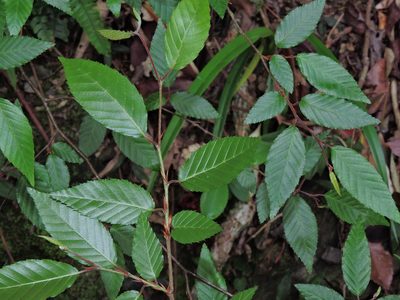 Carpinus kawakamii, photographed by Jacy Chen