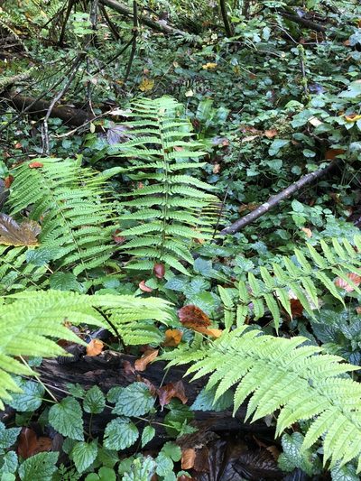 Dryopteris borreri, photographed by Thomas Ebner