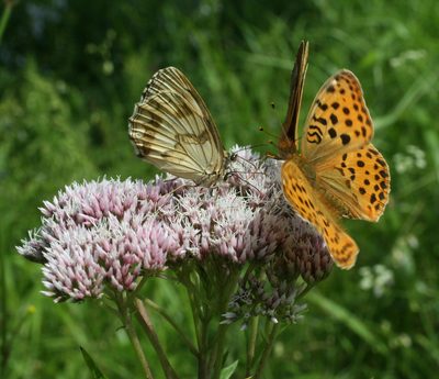 Eupatorium lindleyanum, photographed by Oleg Kosterin