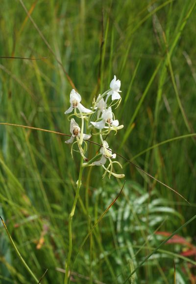 Habenaria linearifolia, photographed by Oleg Kosterin