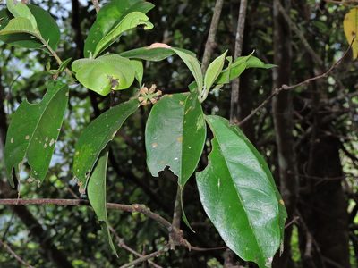 Eustigma oblongifolium, photographed by Jacy Chen
