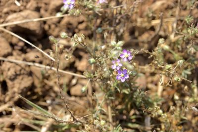 Spergularia macrotheca, photographed by John Hibbard
