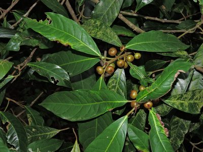 Ficus nervosa, photographed by Jacy Chen