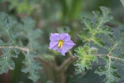Solanum heterodoxum, photographed by José Belem Hernández Díaz