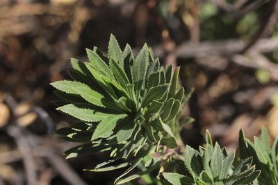 Allagopappus canariensis, photographed by Tero Linjama