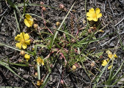 Potentilla millefolia, photographed by Tim Messick