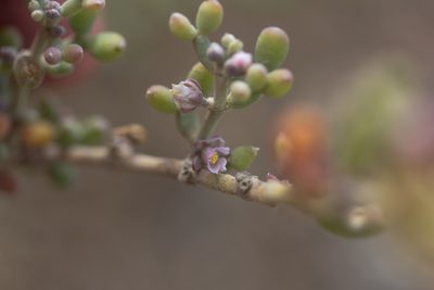 Zygophyllum fontanesii, photographed by Tero Linjama
