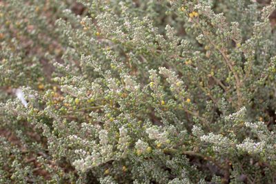 Zygophyllum fontanesii, photographed by Tero Linjama