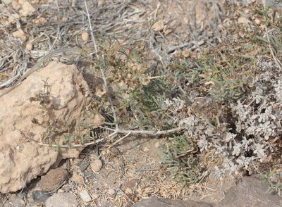 Afrosalsola divaricata, photographed by Tero Linjama