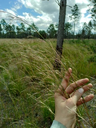 Andropogon brachystachyus, photographed by Scott Ward