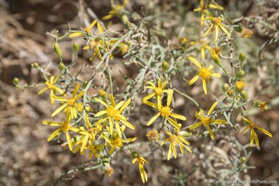 Senecio spartioides, photographed by Tim Messick