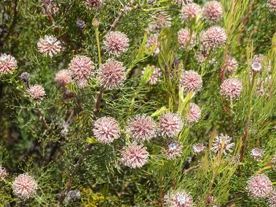 Serruria fucifolia, photographed by Shaun Swanepoel
