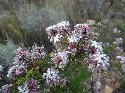 Serruria acrocarpa, photographed by Paul Hoekman