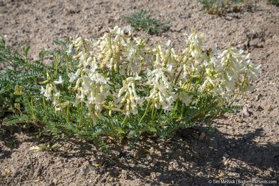 Astragalus curvicarpus, photographed by Tim Messick