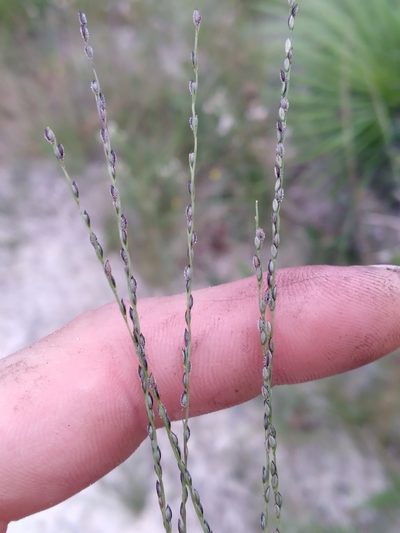 Digitaria filiformis, photographed by Scott Ward