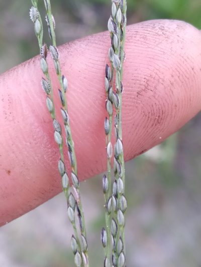 Digitaria filiformis, photographed by Scott Ward