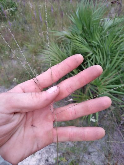Digitaria filiformis, photographed by Scott Ward