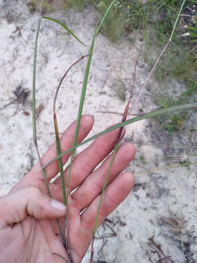 Digitaria filiformis, photographed by Scott Ward