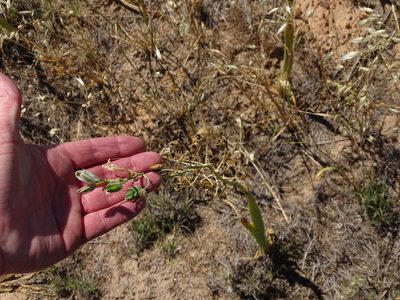 Albuca canadensis, photographed by Shaun Swanepoel