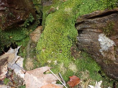 Diplophyllum apiculatum, photographed by Roger Rittmaster