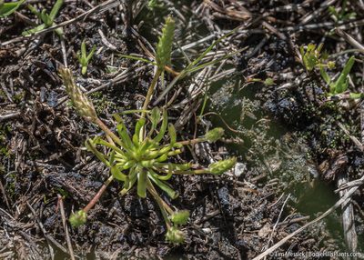 Ranunculus aristatus, photographed by Tim Messick