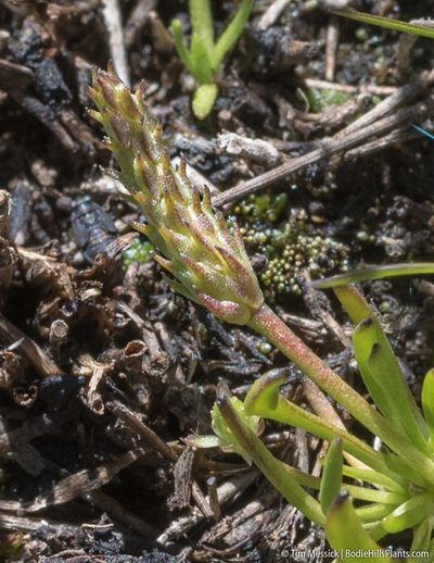 Ranunculus aristatus, photographed by Tim Messick