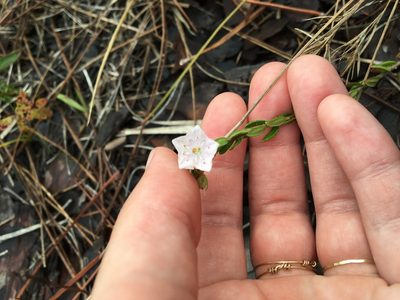 Kalmia hirsuta, photographed by Jessica