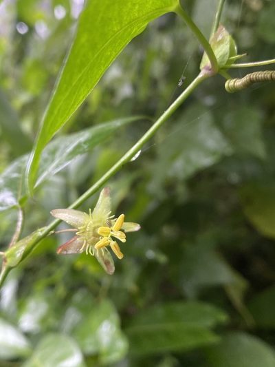 Passiflora eglandulosa, photographed by Grete Pasch