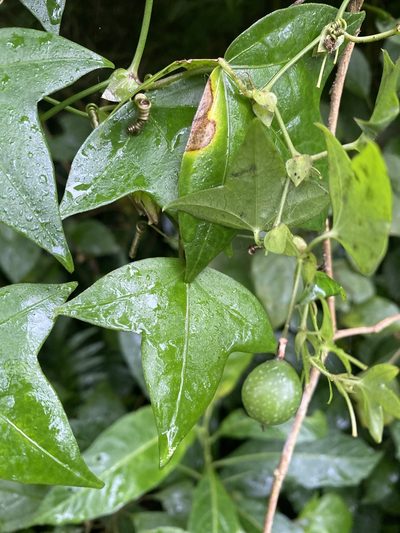 Passiflora eglandulosa, photographed by Grete Pasch