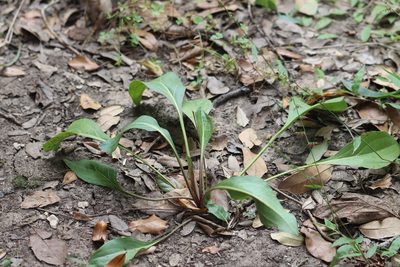 Rudbeckia texana, photographed by Rich Sommer