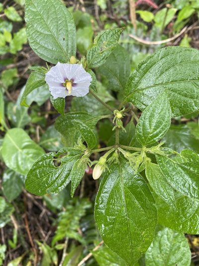 Lycianthes tricolor, photographed by Grete Pasch