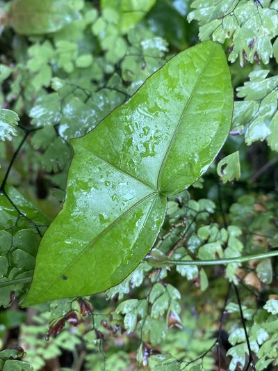 Passiflora eglandulosa, photographed by Grete Pasch