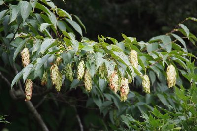 Carpinus japonica, photographed by harum.koh