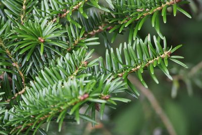 Abies firma, photographed by harum.koh