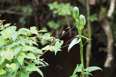 Cardiocrinum cordatum, photographed by harum.koh
