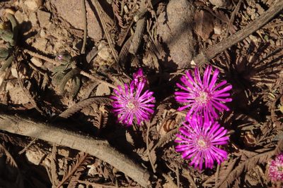 Drosanthemum ambiguum, photographed by Tony Rebelo