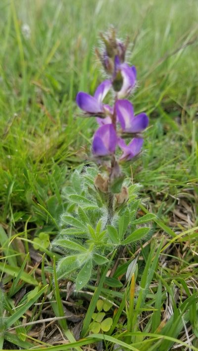Lupinus bracteolaris, photographed by Roderick Cameron
