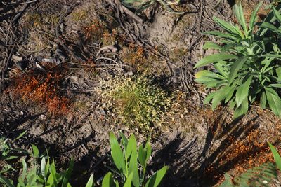 Isolepis levynsiana, photographed by Tony Rebelo