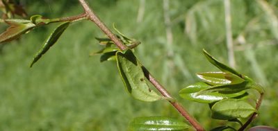Diospyros simii, photographed by Nicola van Berkel