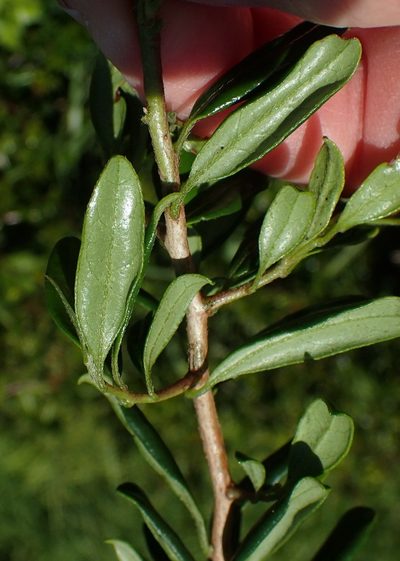 Diospyros simii, photographed by Nicola van Berkel