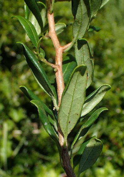 Diospyros simii, photographed by Nicola van Berkel