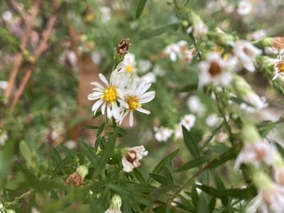 Symphyotrichum racemosum, photographed by Reid Hardin