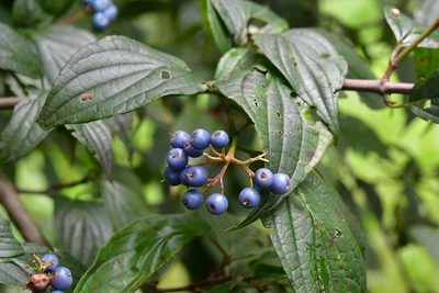 Cornus excelsa, photographed by Neptalí Ramírez Marcial