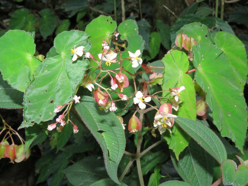 Begonia declinata, photographed by Diogo Luiz